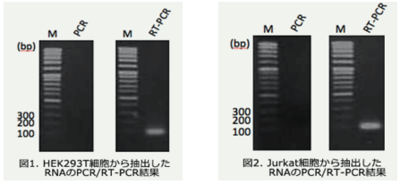 培養細胞からのRNA抽出及びRT-PCRによる検出結果(図1),培養細胞からのRNA抽出及びRT-PCRによる検出結果図2