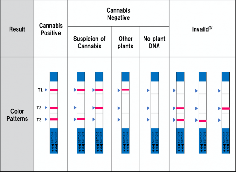 判定例（大麻草DNA検出キット）