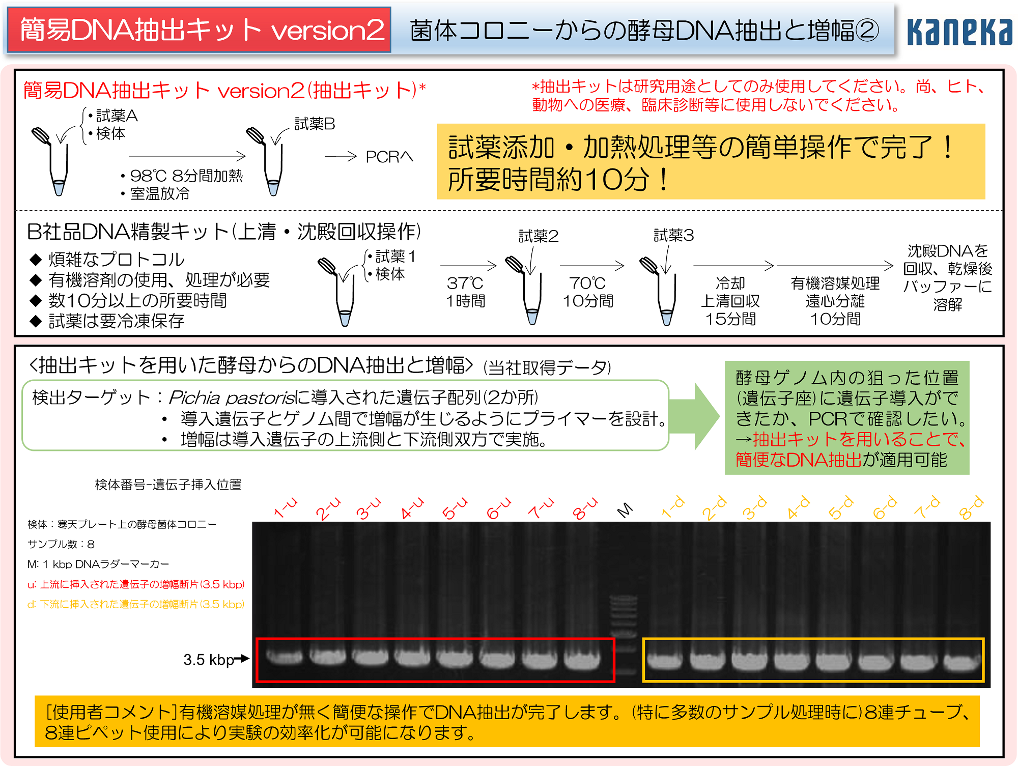 PDF②「菌体コロニー」