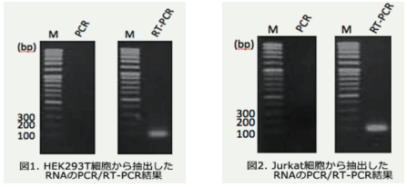 培養細胞からのRNA抽出及びRT-PCRによる検出結果(図1),培養細胞からのRNA抽出及びRT-PCRによる検出結果（図2）
